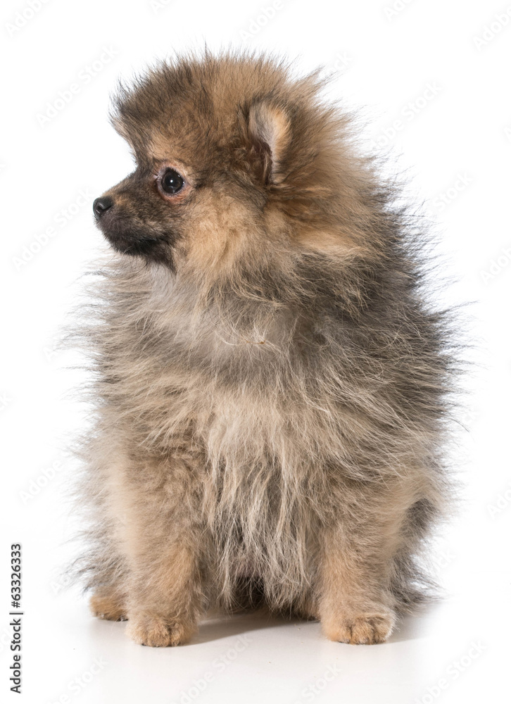 pomeranian puppy