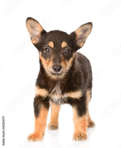 small mixed breed puppy dog standing in front. isolated on white © Ermolaev Alexandr