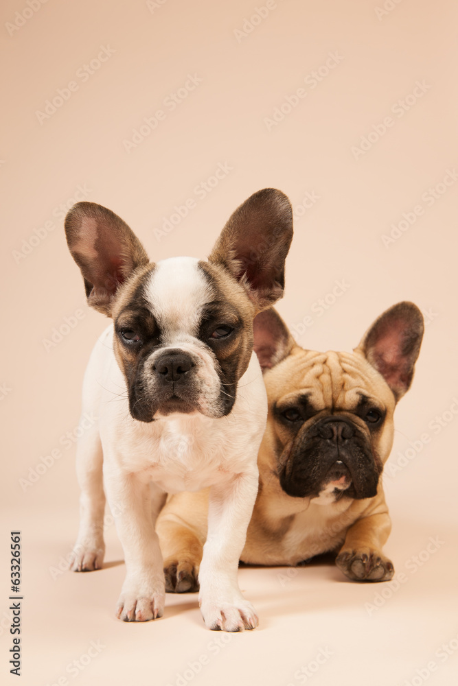 French bulldogs laying on beige background