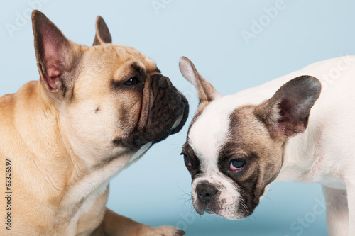 French bulldogs on blue background