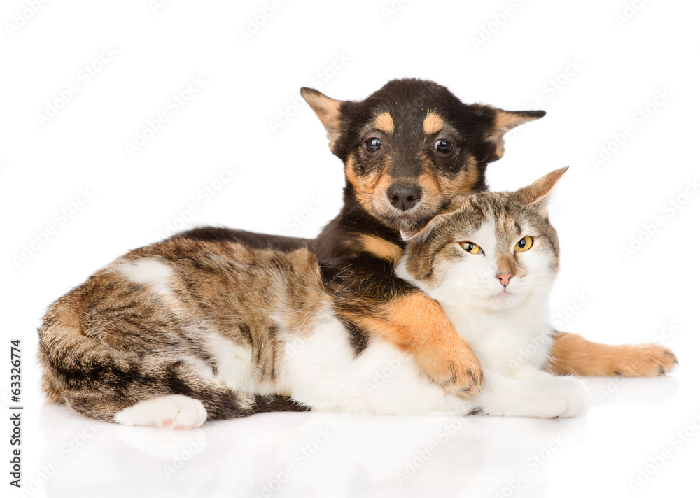 puppy and cat friendship. isolated on white background