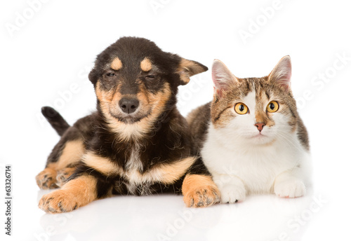 puppy and kitten lying together. isolated on white background