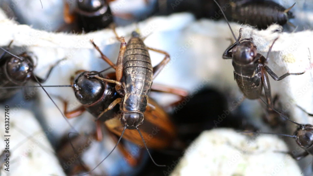 cricket insect, macro close up mode. cricket insect, macro close up mode.