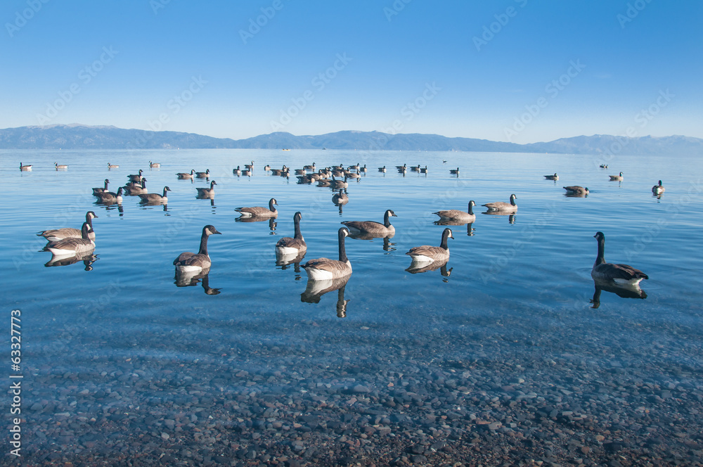 Lake Ducks