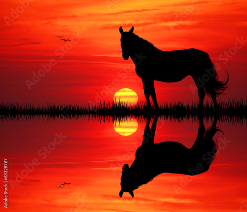 horse on river