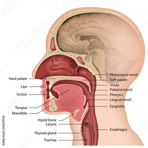 anatomy mouth und pharynx, english description