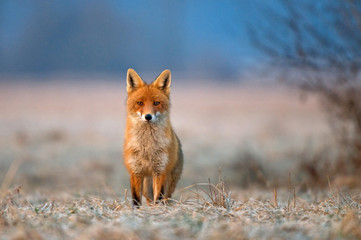 Wandcirkels Vos Rode vos in wilde natuur  © Soru Epotok