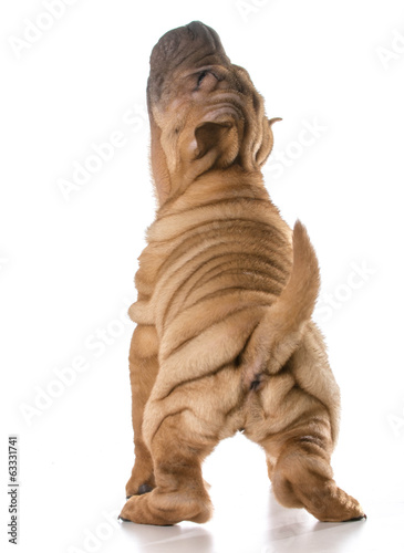chinese shar pei puppy © Willee Cole