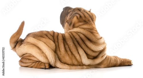 Fotografía chinese shar pei puppy
