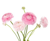 Light pink flowers isolated on white. Ranunculus