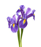 Two Irises isolated on a white background.