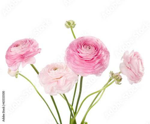 Obraz na płótnie Light pink flowers isolated on white. Ranunculus