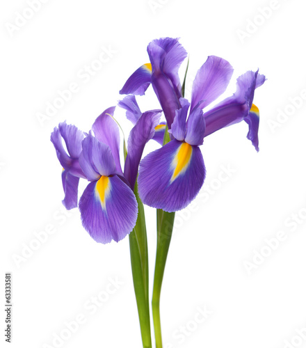 Fotografie, Obraz Two Irises isolated on a white background.