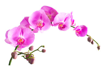 Poster Orchidee Phalaenopsis orchidee in volle bloei  © yevgeniy11