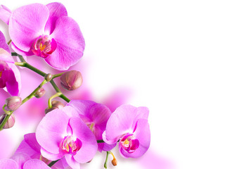 Poster Orchidee Phalaenopsis orchidee in zachte bloei  © yevgeniy11