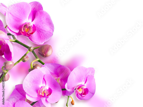 Orchid falenopsis.Seriya images.