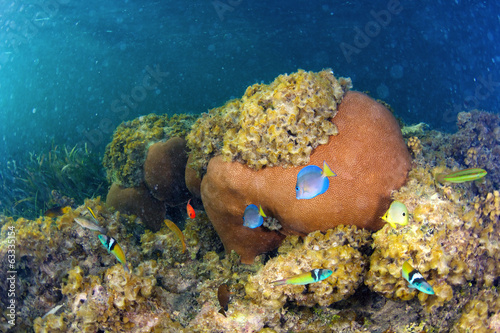 Underwater life in Dominican Republic