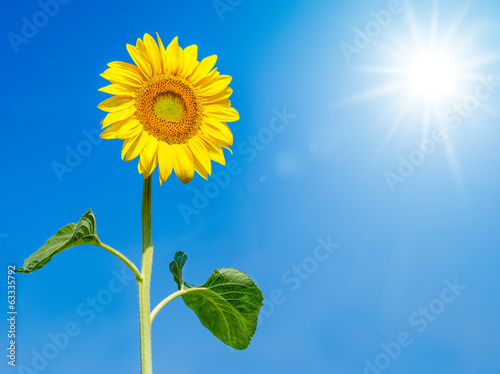 Fototapeta Naklejka Na Ścianę i Meble -  Sonnenblume