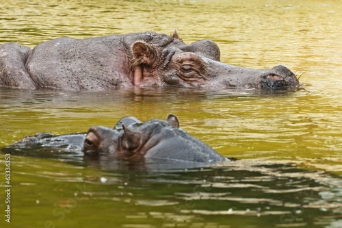 Hippopotamus (Hippopotamus amphibius), or hippo