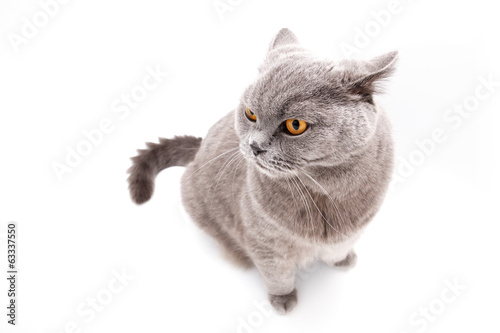 Grey british cat isolated