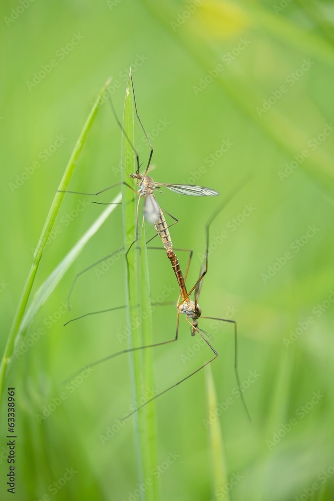 Schnaken bei der Paarung / GNATS while mating Schnaken bei der Paarung / GNATS while mating