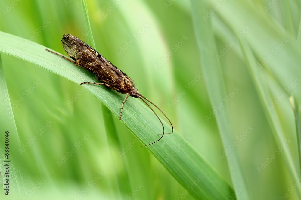 Obraz premium Köcherfliege / caddisfly