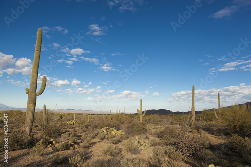 sonoran desert at dawn