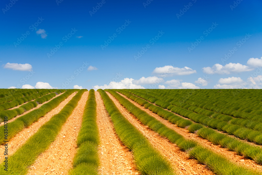 Landscape of green lavender fields