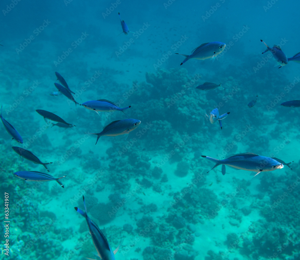 Obraz premium Tropical fish