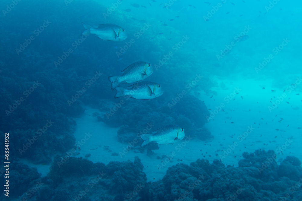 Fototapeta premium Tropical fish