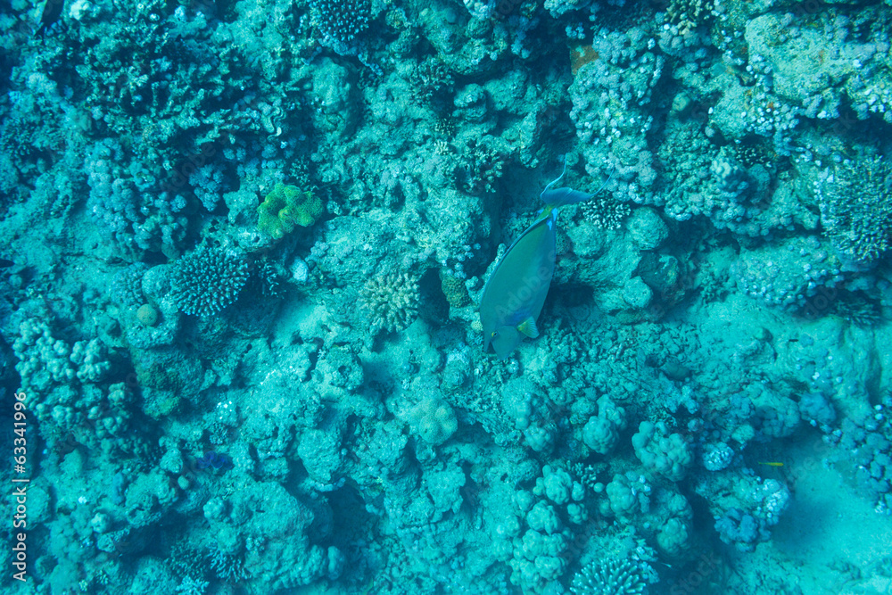Obraz premium Tropical fish