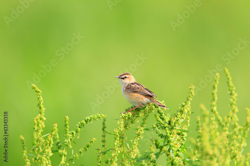 The Zitting Cisticola or Streaked Fantail Warbler