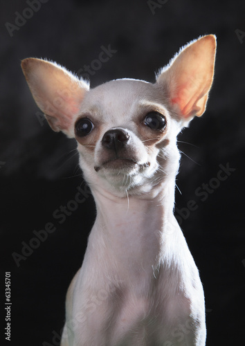 close up face of chihuahua dogs use for animals and lovely pets