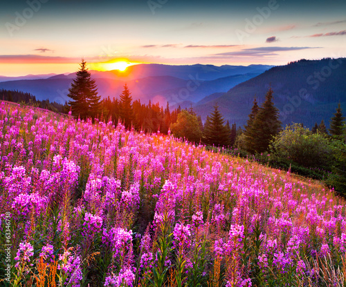 Beautiful autumn landscape in the mountains with pink flowers.