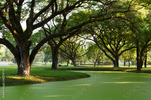 Samanea saman, Big rain tree photo