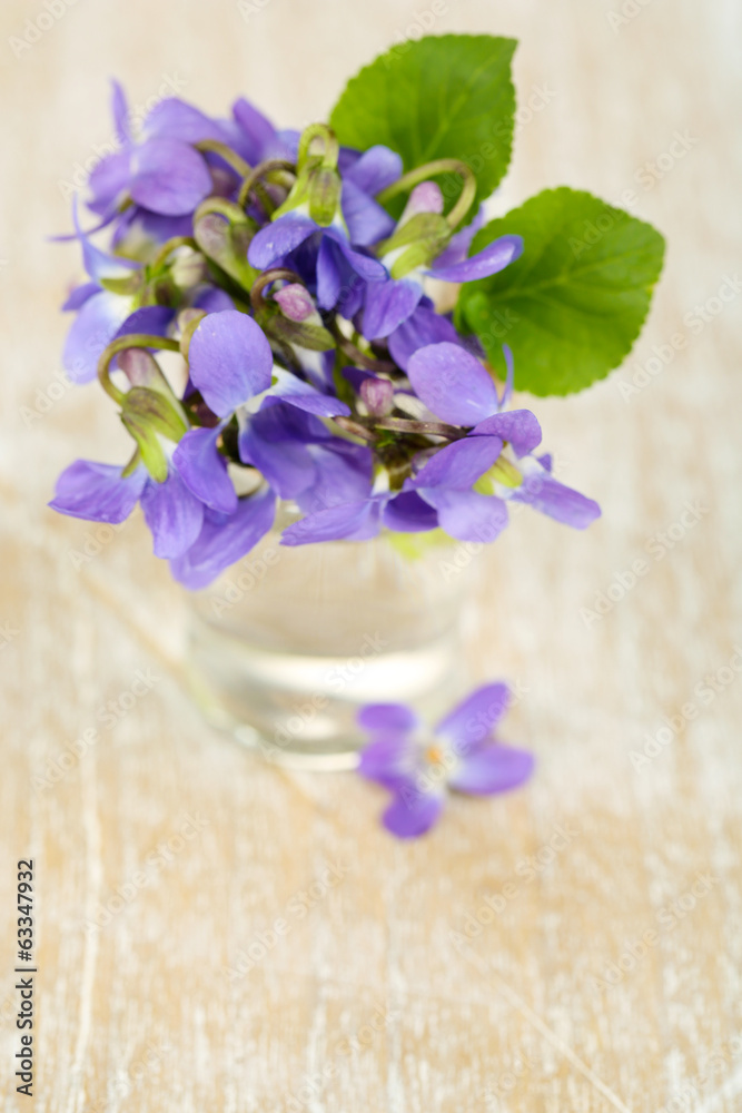Violets flowers on blue background Violets flowers on blue background