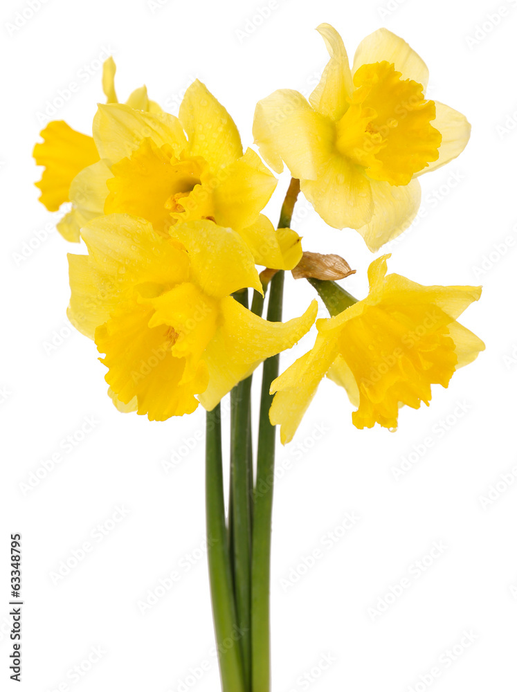 Beautiful flowers in vase isolated on white Beautiful flowers in vase isolated on white