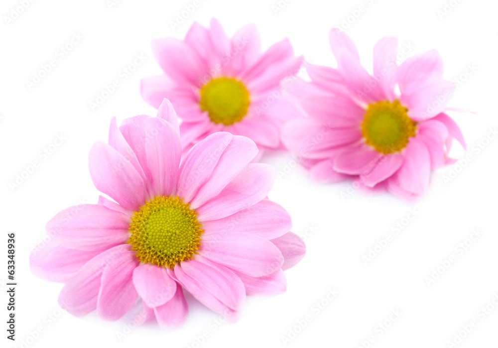 Fototapeta premium Beautiful chrysanthemum flowers isolated on white