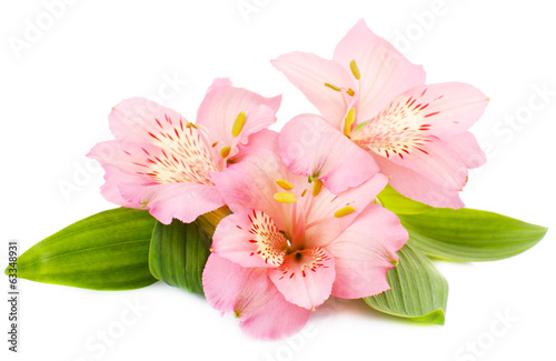 Fototapeta Naklejka Na Ścianę i Meble -  Alstroemeria flowers isolated on white
