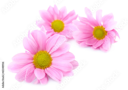 Beautiful chrysanthemum flowers isolated on white