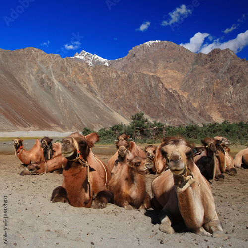Camel caravan in the sand dunes © f11photo