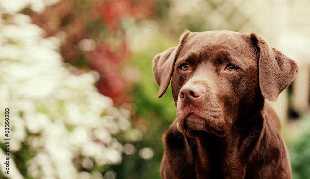 chocolate labrador