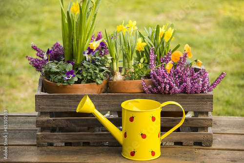 Spring flowers watering can photo