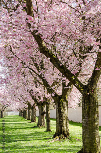 Park mit Japanischen Kirschblüten :)