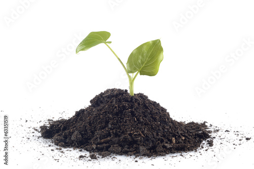 Tierra para plantas y hojas