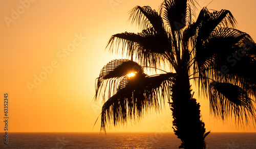 Beautiful sunset sky at the sea  palm tree