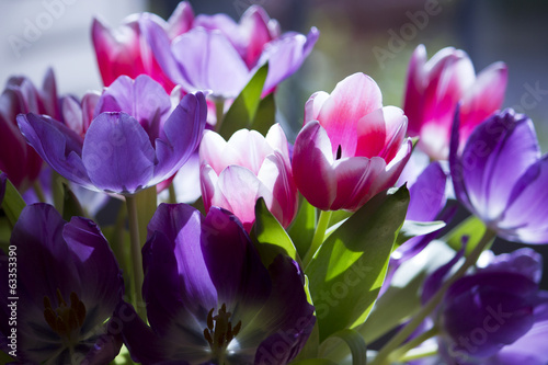 tulipe fleur floral flore fraîcheur hollande