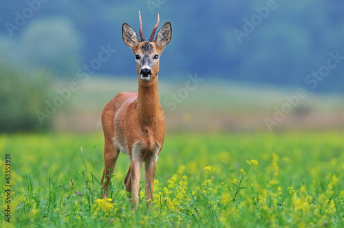 Roe deer © Soru Epotok