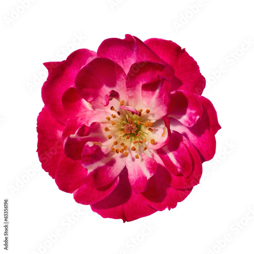 Isolated Pink Rose