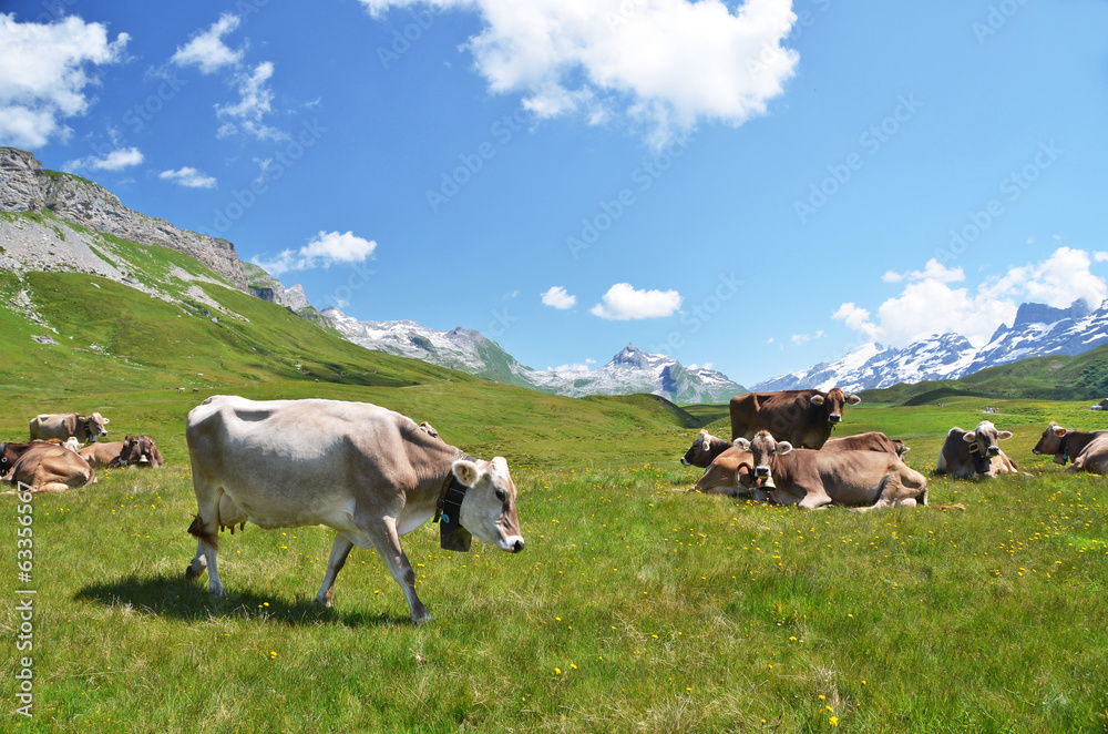 Fototapeta premium Swiss cows